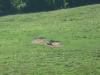 <img100*0:stuff/z/179797/%255e_-/100e0298.jpg>