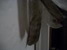 <img0*100:stuff/z/179797/April%2527s%2520Pics%2520Addition%2520PG/100_1666.jpg>