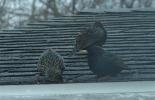 Bird Photos