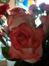 <img100*0:stuff/z/179797/April%2527s%2520Pics%2520Addition%2520PG/100_2713.jpg>