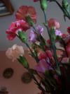 <img100*0:stuff/z/179797/April%2527s%2520Pics%2520Addition%2520PG/100_2715.jpg>