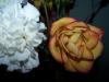<img100*0:stuff/z/179797/April%2527s%2520Pics%2520Addition%2520PG/100_2750.jpg>