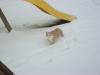 <img100*0:stuff/z/179797/April%2527s%2520Pics%2520Addition%2520PG/i1263429586_20.jpg>