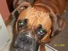 <img100*0:stuff/z/179797/Boxer%2520Dog%2520Photos%25202/1.jpg>