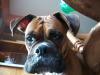 <img100*0:stuff/z/179797/Boxer%2520Dog%2520Photos%25202/10.jpg>