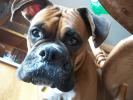 Boxer Dog Photos 2