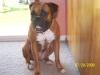 <img100*0:stuff/z/179797/Boxer%2520Dog%2520Photos%25202/12.jpg>