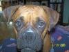 <img100*0:stuff/z/179797/Boxer%2520Dog%2520Photos%25202/13.jpg>