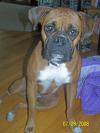 <img100*0:stuff/z/179797/Boxer%2520Dog%2520Photos%25202/14.jpg>