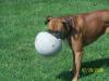 <img100*0:stuff/z/179797/Boxer%2520Dog%2520Photos%25202/15.jpg>