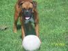 <img100*0:stuff/z/179797/Boxer%2520Dog%2520Photos%25202/16.jpg>