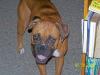 <img100*0:stuff/z/179797/Boxer%2520Dog%2520Photos%25202/17.jpg>