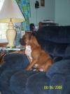 <img100*0:stuff/z/179797/Boxer%2520Dog%2520Photos%25202/18.jpg>