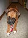 <img100*0:stuff/z/179797/Boxer%2520Dog%2520Photos%25202/2.jpg>