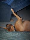 <img100*0:stuff/z/179797/Boxer%2520Dog%2520Photos%25202/20.jpg>