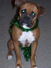 <img100*0:stuff/z/179797/Boxer%2520Dog%2520Photos%25202/21.jpg>
