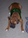 <img100*0:stuff/z/179797/Boxer%2520Dog%2520Photos%25202/22.jpg>