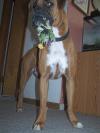 <img100*0:stuff/z/179797/Boxer%2520Dog%2520Photos%25202/23.jpg>