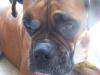 <img100*0:stuff/z/179797/Boxer%2520Dog%2520Photos%25202/24.jpg>