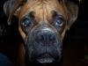 <img100*0:stuff/z/179797/Boxer%2520Dog%2520Photos%25202/25.jpg>