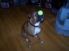 <img100*0:stuff/z/179797/Boxer%2520Dog%2520Photos%25202/26.jpg>