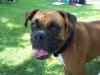 <img100*0:stuff/z/179797/Boxer%2520Dog%2520Photos%25202/27.jpg>