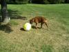 <img100*0:stuff/z/179797/Boxer%2520Dog%2520Photos%25202/28.jpg>