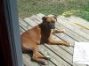 <img100*0:stuff/z/179797/Boxer%2520Dog%2520Photos%25202/3.jpg>