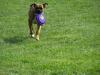 <img100*0:stuff/z/179797/Boxer%2520Dog%2520Photos%25202/30.jpg>
