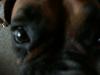 <img100*0:stuff/z/179797/Boxer%2520Dog%2520Photos%25202/31.jpg>