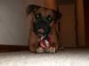 <img100*0:stuff/z/179797/Boxer%2520Dog%2520Photos%25202/32.jpg>