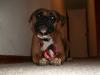 <img100*0:stuff/z/179797/Boxer%2520Dog%2520Photos%25202/33.jpg>