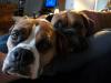 <img100*0:stuff/z/179797/Boxer%2520Dog%2520Photos%25202/34.jpg>