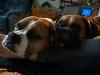 <img100*0:stuff/z/179797/Boxer%2520Dog%2520Photos%25202/35.jpg>