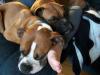 <img100*0:stuff/z/179797/Boxer%2520Dog%2520Photos%25202/36.jpg>