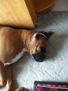 <img100*0:stuff/z/179797/Boxer%2520Dog%2520Photos%25202/37.jpg>