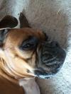 <img100*0:stuff/z/179797/Boxer%2520Dog%2520Photos%25202/38.jpg>