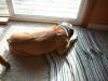 <img100*0:stuff/z/179797/Boxer%2520Dog%2520Photos%25202/39.jpg>