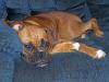 <img100*0:stuff/z/179797/Boxer%2520Dog%2520Photos%25202/4.jpg>