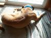 <img100*0:stuff/z/179797/Boxer%2520Dog%2520Photos%25202/40.jpg>