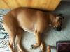 <img100*0:stuff/z/179797/Boxer%2520Dog%2520Photos%25202/41.jpg>