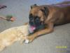 <img100*0:stuff/z/179797/Boxer%2520Dog%2520Photos%25202/43.jpg>