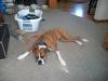<img100*0:stuff/z/179797/Boxer%2520Dog%2520Photos%25202/44.jpg>