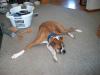 <img100*0:stuff/z/179797/Boxer%2520Dog%2520Photos%25202/45.jpg>
