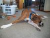 <img100*0:stuff/z/179797/Boxer%2520Dog%2520Photos%25202/46.jpg>