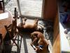 <img100*0:stuff/z/179797/Boxer%2520Dog%2520Photos%25202/47.jpg>