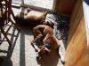 <img100*0:stuff/z/179797/Boxer%2520Dog%2520Photos%25202/48.jpg>