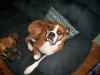 <img100*0:stuff/z/179797/Boxer%2520Dog%2520Photos%25202/49.jpg>