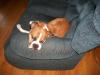 <img100*0:stuff/z/179797/Boxer%2520Dog%2520Photos%25202/5.jpg>