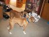<img100*0:stuff/z/179797/Boxer%2520Dog%2520Photos%25202/50.jpg>